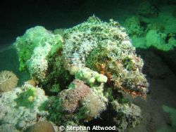 Scorpion fish at night in Marsa Shouna Egypt by Stephan Attwood 
